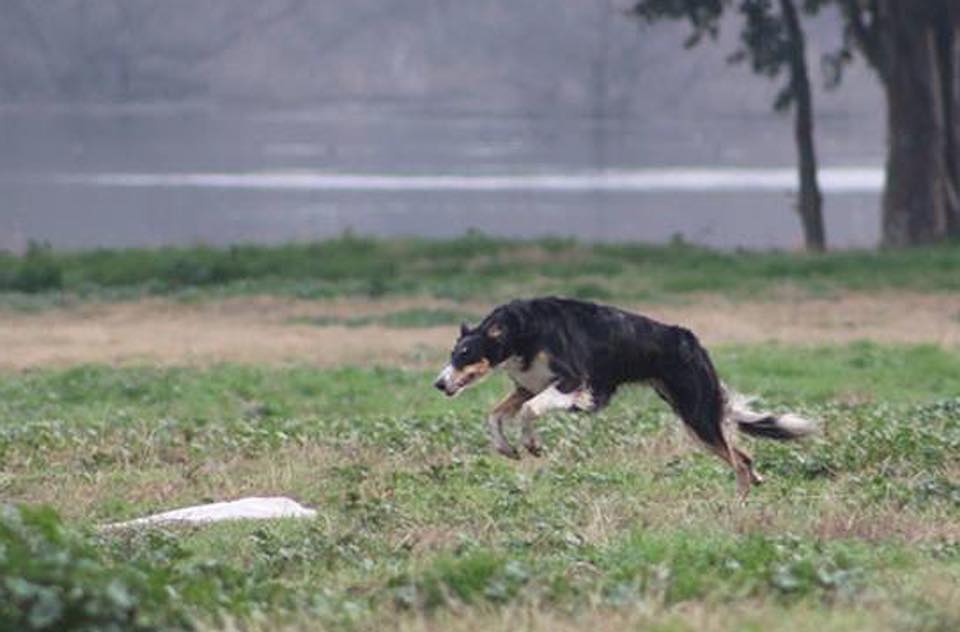 Elli
